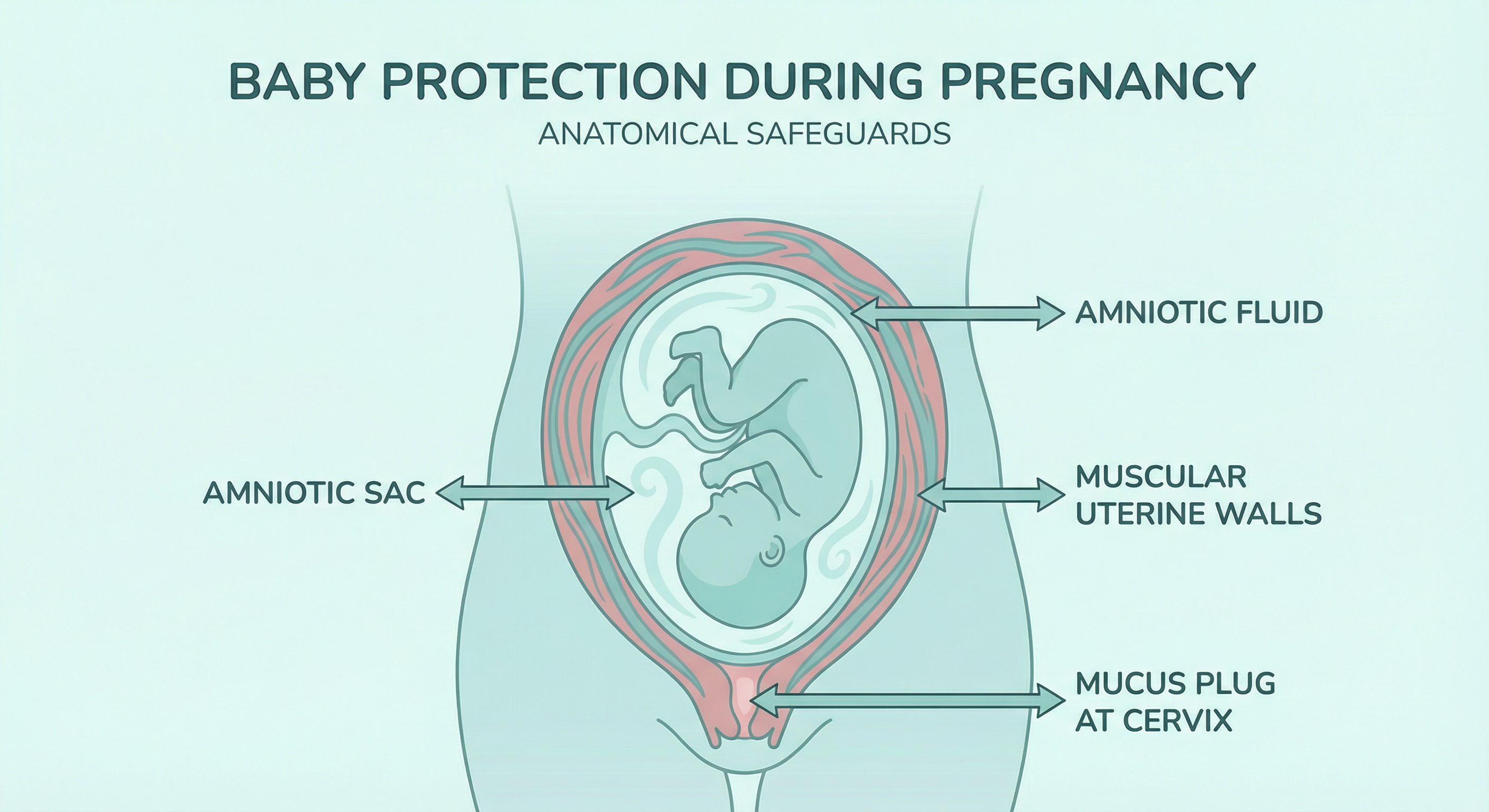 Baby Protection During Pregnancy - Anatomical Safeguards