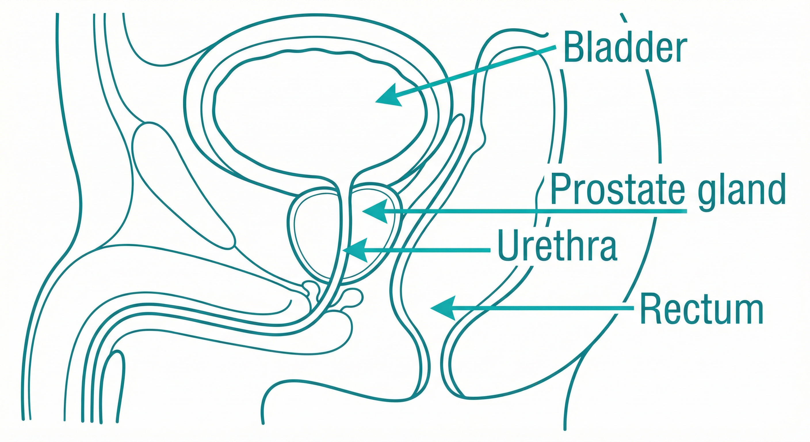 Prostate Anatomy Diagram