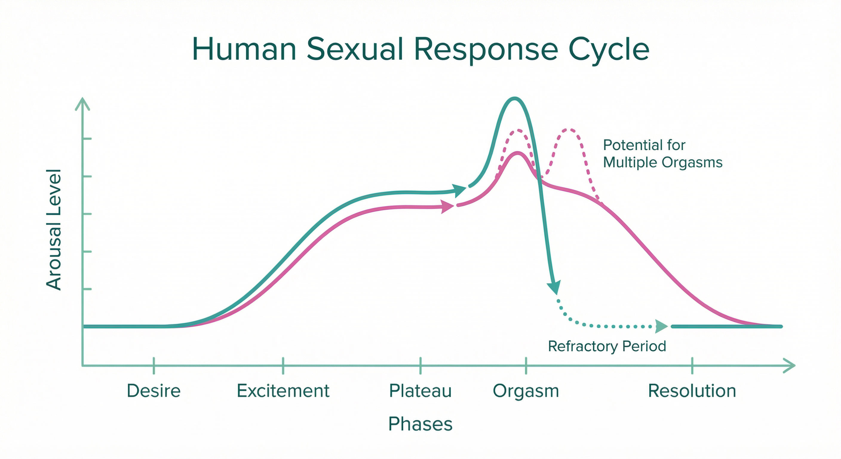 Human Sexual Response Cycle graph