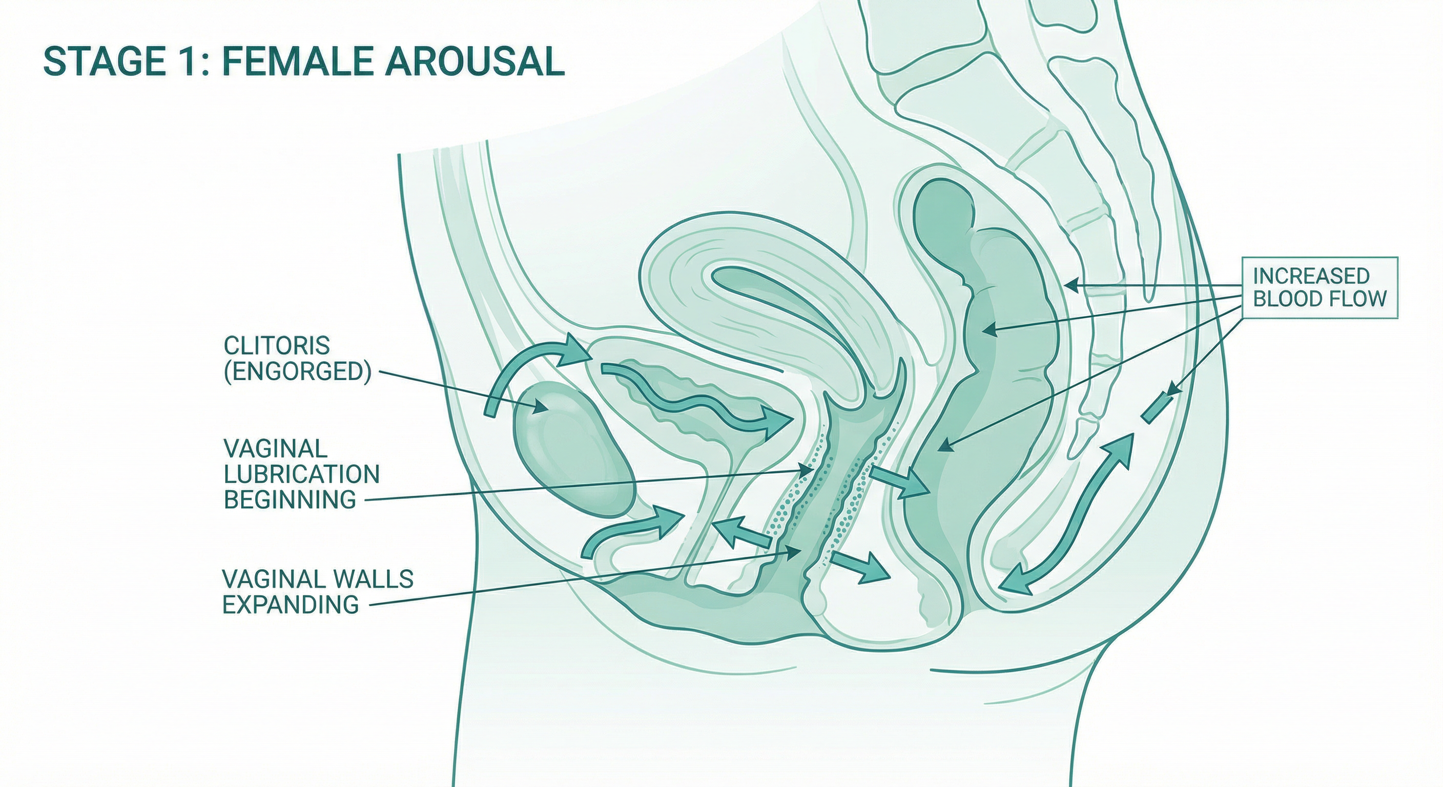 Female arousal - anatomical changes