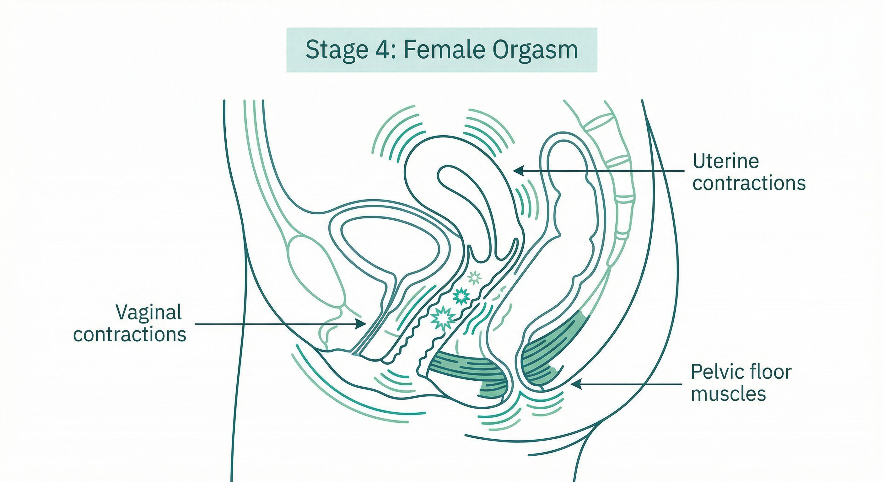 Female orgasm - muscle contractions