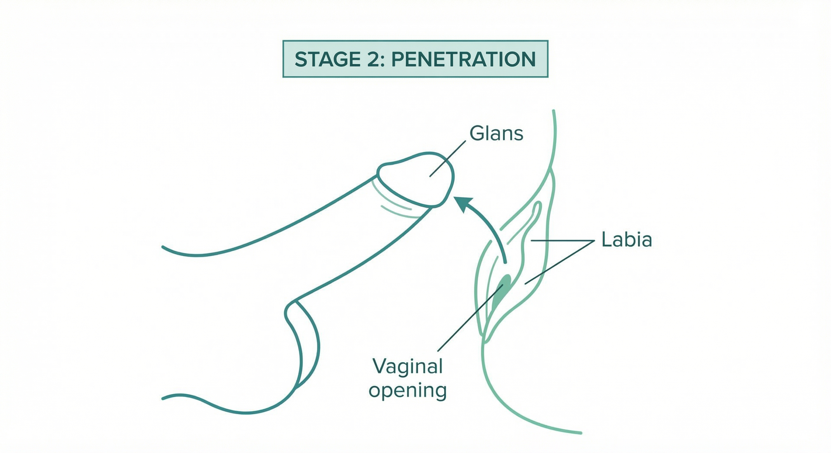 Penetration - anatomical view