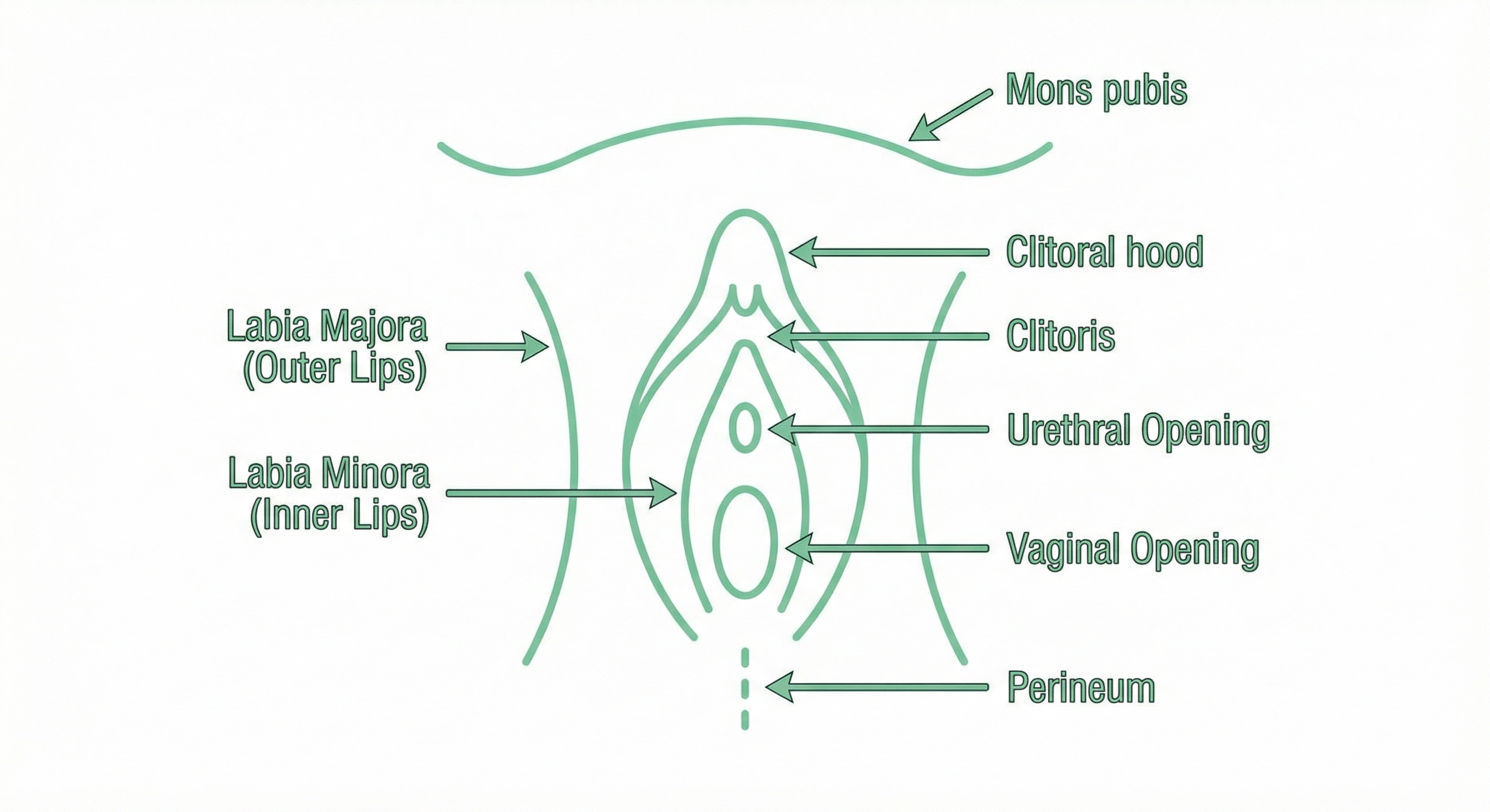 Female external anatomy - vulva diagram